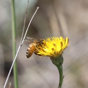 Apis mellifera at Gungahlin, ACT - 1 Nov 2023