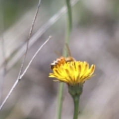 Apis mellifera at Gungahlin, ACT - 1 Nov 2023