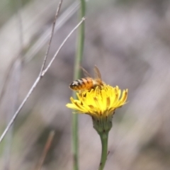 Apis mellifera at Gungahlin, ACT - 1 Nov 2023