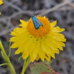 Pollanisus (genus) (A Forester Moth) at Carwoola, NSW - 2 Nov 2023 by Csteele4