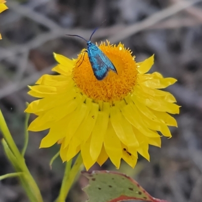 Pollanisus (genus) (A Forester Moth) at Carwoola, NSW - 2 Nov 2023 by Csteele4