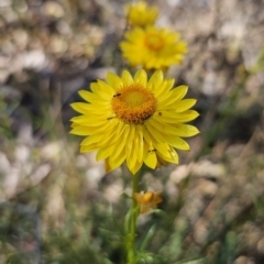 Xerochrysum viscosum (Sticky Everlasting) at Carwoola, NSW - 2 Nov 2023 by Csteele4