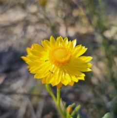 Xerochrysum viscosum at Carwoola, NSW - 2 Nov 2023 04:46 PM