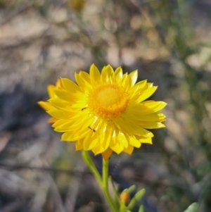 Xerochrysum viscosum at Carwoola, NSW - 2 Nov 2023