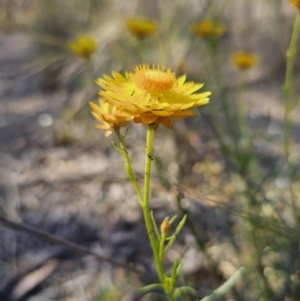 Xerochrysum viscosum at Carwoola, NSW - 2 Nov 2023