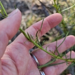 Xerochrysum viscosum at Carwoola, NSW - 2 Nov 2023