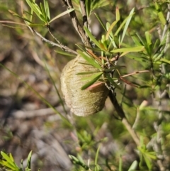 Unidentified Praying mantis (Mantodea) at Carwoola, NSW - 2 Nov 2023 by Csteele4