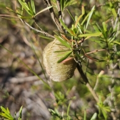 Mantidae - egg case (family) (Egg case of praying mantis) at Carwoola, NSW - 2 Nov 2023 by Csteele4