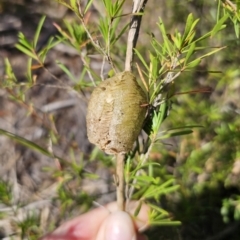 Mantidae - egg case (family) at Carwoola, NSW - 2 Nov 2023 04:42 PM