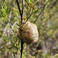 Mantidae - egg case (family) at Carwoola, NSW - 2 Nov 2023 04:42 PM