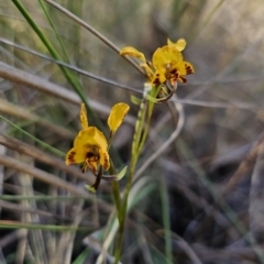 Diuris semilunulata (Late Leopard Orchid) at Carwoola, NSW - 2 Nov 2023 by Csteele4