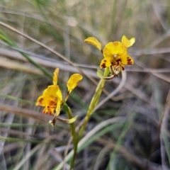 Diuris semilunulata at Carwoola, NSW - 2 Nov 2023