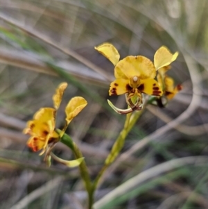 Diuris semilunulata at Carwoola, NSW - 2 Nov 2023