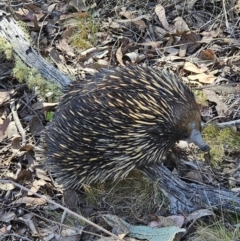 Tachyglossus aculeatus (Short-beaked Echidna) at Cuumbeun Nature Reserve - 2 Nov 2023 by Csteele4