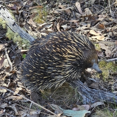 Tachyglossus aculeatus (Short-beaked Echidna) at Carwoola, NSW - 2 Nov 2023 by Csteele4