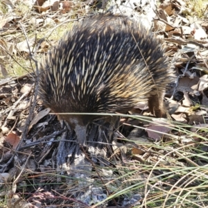 Tachyglossus aculeatus at Carwoola, NSW - 2 Nov 2023