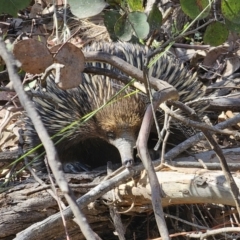 Tachyglossus aculeatus at Carwoola, NSW - 2 Nov 2023