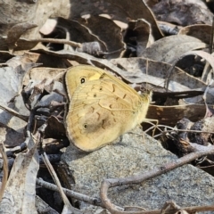 Heteronympha merope (Common Brown Butterfly) at Cuumbeun Nature Reserve - 2 Nov 2023 by Csteele4