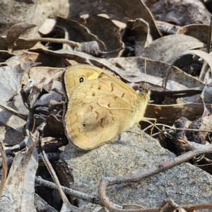 Heteronympha merope at Carwoola, NSW - 2 Nov 2023