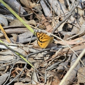 Heteronympha merope at Carwoola, NSW - 2 Nov 2023