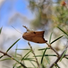 Tortricopsis uncinella (A concealer moth) at Carwoola, NSW - 2 Nov 2023 by Csteele4