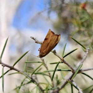 Tortricopsis uncinella at Carwoola, NSW - 2 Nov 2023