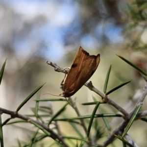 Tortricopsis uncinella at Carwoola, NSW - 2 Nov 2023