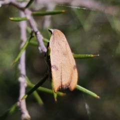 Tortricopsis uncinella at Carwoola, NSW - 2 Nov 2023