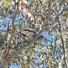 Colluricincla harmonica (Grey Shrikethrush) at QPRC LGA - 2 Nov 2023 by Csteele4