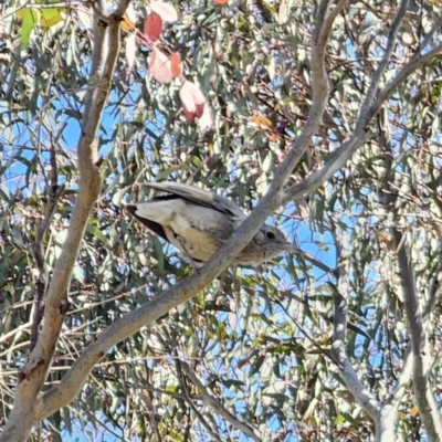 Colluricincla harmonica (Grey Shrikethrush) at Cuumbeun Nature Reserve - 2 Nov 2023 by Csteele4