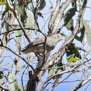 Colluricincla harmonica at Carwoola, NSW - 2 Nov 2023 03:20 PM