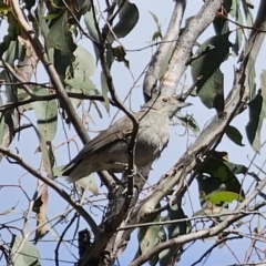 Colluricincla harmonica at Carwoola, NSW - 2 Nov 2023 03:20 PM