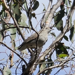 Colluricincla harmonica at Carwoola, NSW - 2 Nov 2023 03:20 PM