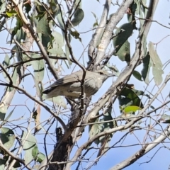 Colluricincla harmonica at Carwoola, NSW - 2 Nov 2023 03:20 PM