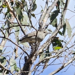 Colluricincla harmonica at Carwoola, NSW - 2 Nov 2023 03:20 PM