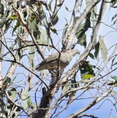 Colluricincla harmonica at Carwoola, NSW - 2 Nov 2023