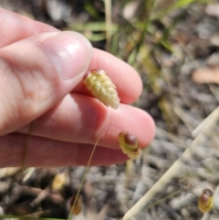 Briza maxima (Quaking Grass, Blowfly Grass) at QPRC LGA - 2 Nov 2023 by Csteele4