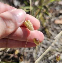 Briza maxima (Quaking Grass, Blowfly Grass) at Cuumbeun Nature Reserve - 2 Nov 2023 by Csteele4