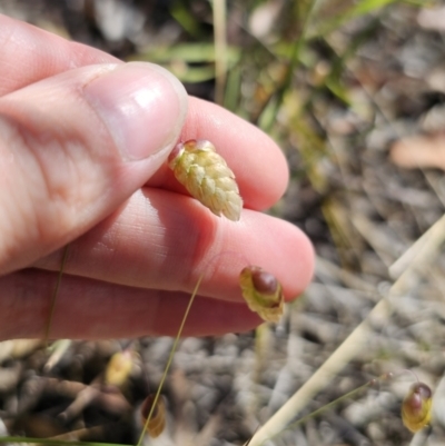 Briza maxima (Quaking Grass, Blowfly Grass) at QPRC LGA - 2 Nov 2023 by Csteele4