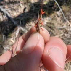 Rytidosperma pallidum (Red-anther Wallaby Grass) at Majura, ACT - 2 Nov 2023 by Weasey138