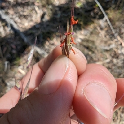 Rytidosperma pallidum (Red-anther Wallaby Grass) at Majura, ACT - 2 Nov 2023 by Weasey138