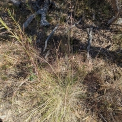 Rytidosperma pallidum at Majura, ACT - 2 Nov 2023