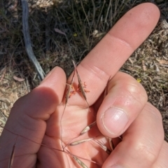 Rytidosperma pallidum at Majura, ACT - 2 Nov 2023