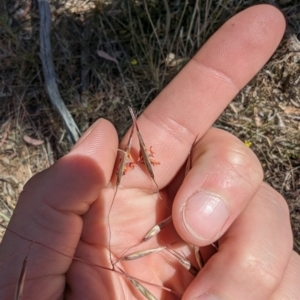 Rytidosperma pallidum at Majura, ACT - 2 Nov 2023