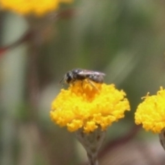 Lasioglossum (Chilalictus) sp. (genus & subgenus) at Gungahlin, ACT - 1 Nov 2023 by HappyWanderer