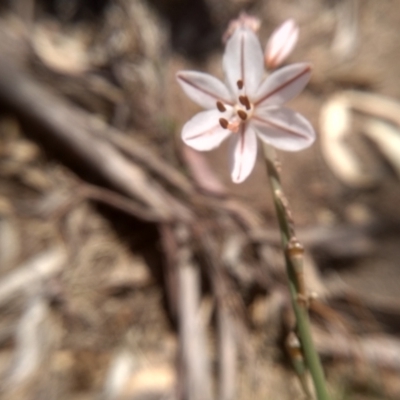 Asphodelus fistulosus (Onion Weed) at Cooma, NSW - 2 Nov 2023 by mahargiani