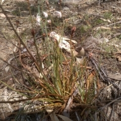 Asphodelus fistulosus at Cooma, NSW - 2 Nov 2023