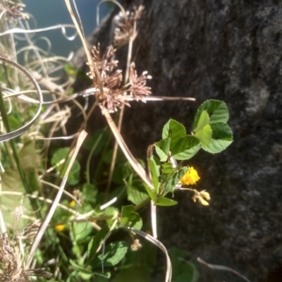 Medicago arabica (Spotted Burr Medic) at Cooma North Ridge Reserve - 2 Nov 2023 by mahargiani