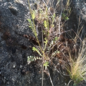 Sanguisorba minor at Cooma, NSW - 2 Nov 2023