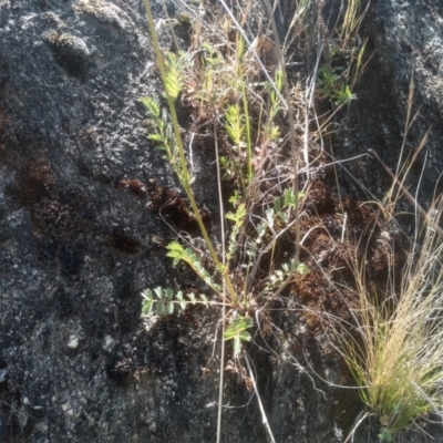Sanguisorba minor (Salad Burnet, Sheep's Burnet) at Cooma North Ridge Reserve - 2 Nov 2023 by mahargiani